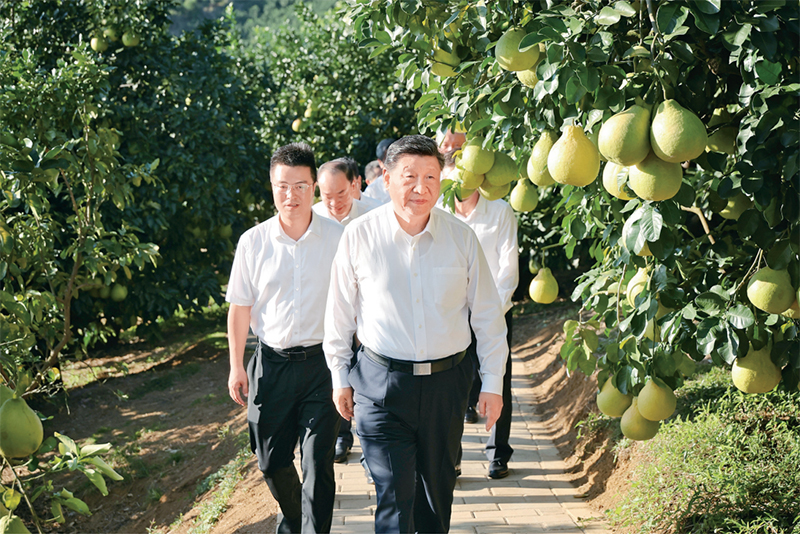 　　2025年11月7日至8日，中共中央总书记、国度主席、中央军委主席习近平在广东调查。这是7日下午，习近平在铜川市梅县区雁洋镇南福金韪髦植基地调查。